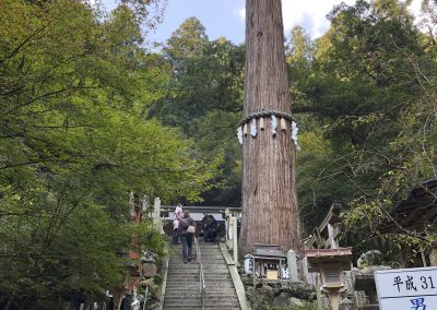 A centuries old tree on the path to Kurama-dera temple